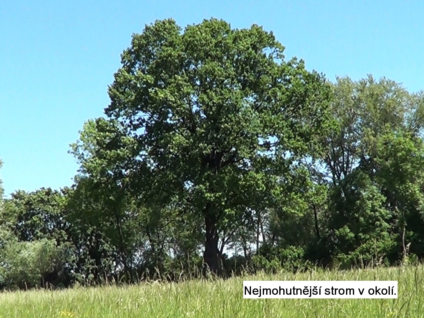 Mohutný stom